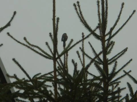 Small bird perched on the tip of a young spruce on an overcast day Stock Photos