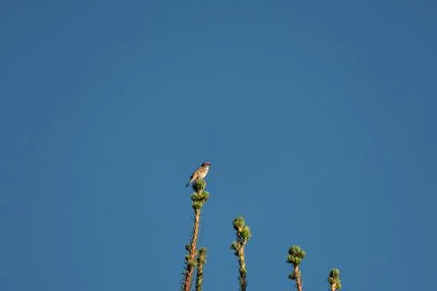 Small bird perched on top of a pine tree against a clear blue sky Stock Photos