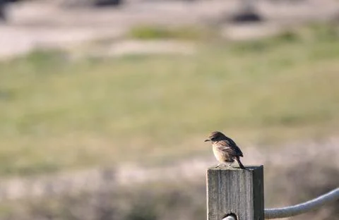 Small bird perched on top of a pole on a walkway by the beach Stock Photos