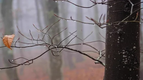 A small bird perched on a tree branch Stock Footage 131721668
