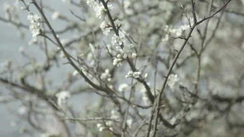 A small bird perched on a tree branch Stock Footage 156024514