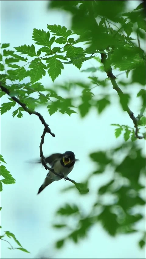 Small Bird Perched on Tree Branch with Open Beak Stock Footage 329731867