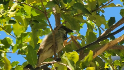 Small Bird Perched on Tree Branch with Green Leaves in Natural Sunlight 스톡 동영상 331826807