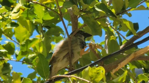 Small Bird Perched on Tree Branch with Green Leaves in Natural Sunlight Video stock 331826814