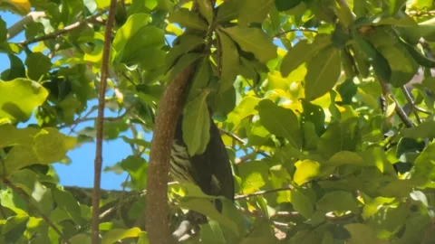 Small Bird Perched on Tree Branch with Green Leaves in Natural Sunlight Video stock 331826816