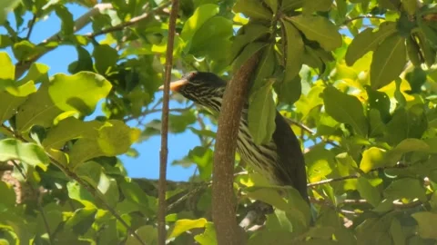 Small Bird Perched on Tree Branch with Green Leaves in Natural Sunlight Video stock 331826984