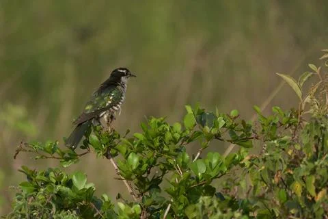 A small bird perched on a tree branch Stock Photos