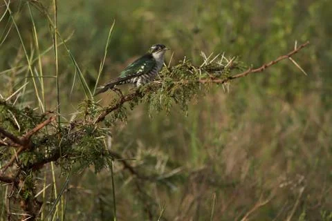A small bird perched on a tree branch Stock Photos