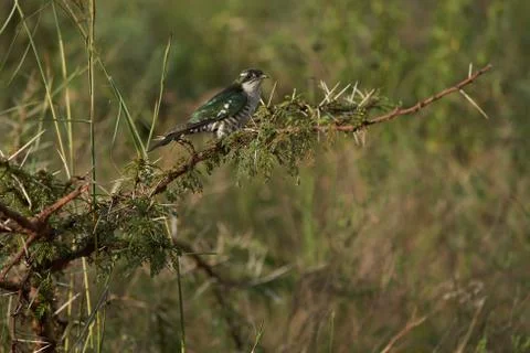 A small bird perched on a tree branch Stock Photos