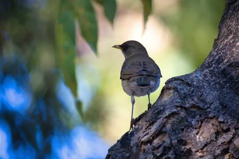 A small bird is perched on a tree branch Stock Photos