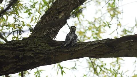 A small bird is perched on a tree branch Stock Photos