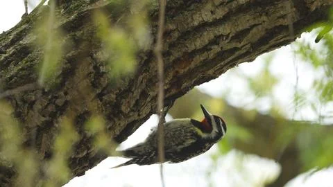 A small bird is perched on a tree branch Stock Photos