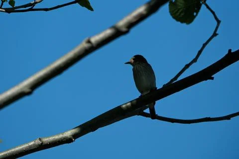 Small bird perched on tree branches against a clear blue sky Fotos de archivo
