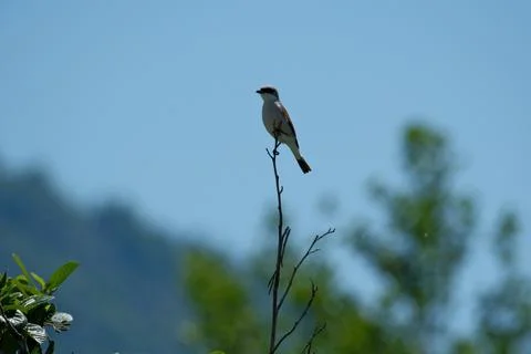 Small bird perched on tree branches against a clear blue sky Stock Photos