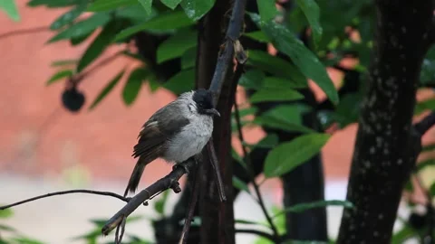 Small bird perched on tree Video stock 241378194