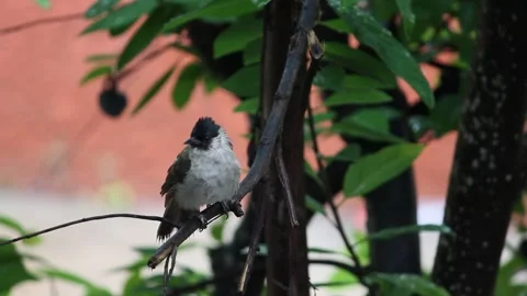 Small bird perched on tree Video stock 241378198