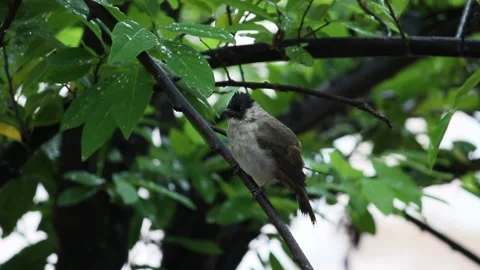 Small bird perched on tree Video stock 241378200