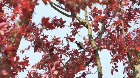 Small bird perched on a tree with red leaves in spring season Stock Footage 342230731