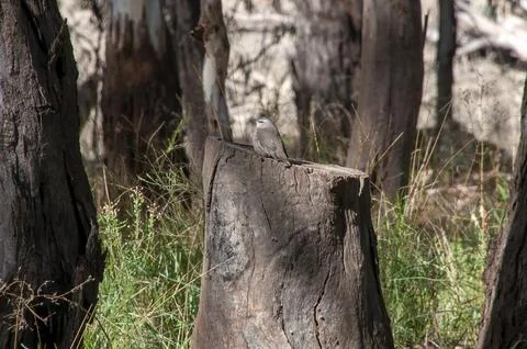 Small bird perched on tree stump in forest Stock Photos