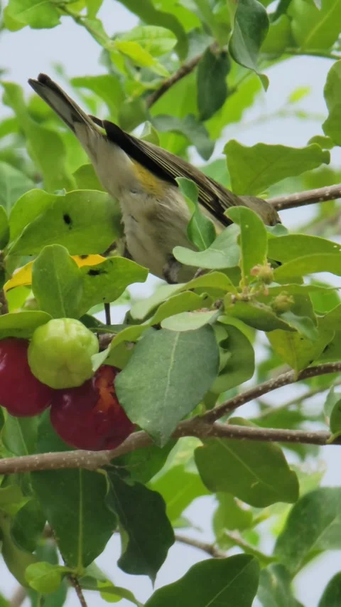 Small Bird Perched on Tree with  – Tropical Nature Wildlife Close Up Видео 331608699
