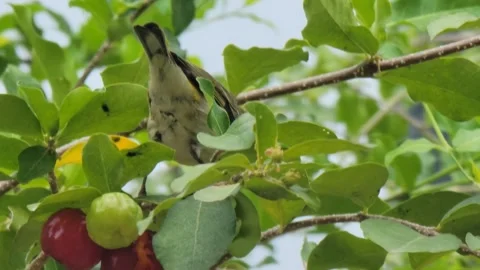 Small Bird Perched on Tree with  – Tropical Nature Wildlife Close Up Video stock 331608711