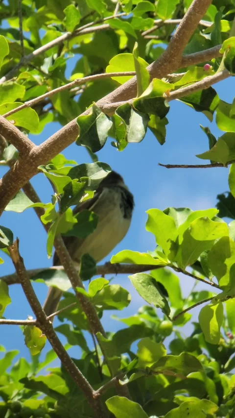Small Bird Perched on Tree with  – Tropical Nature Wildlife Close Up Video stock 331608979