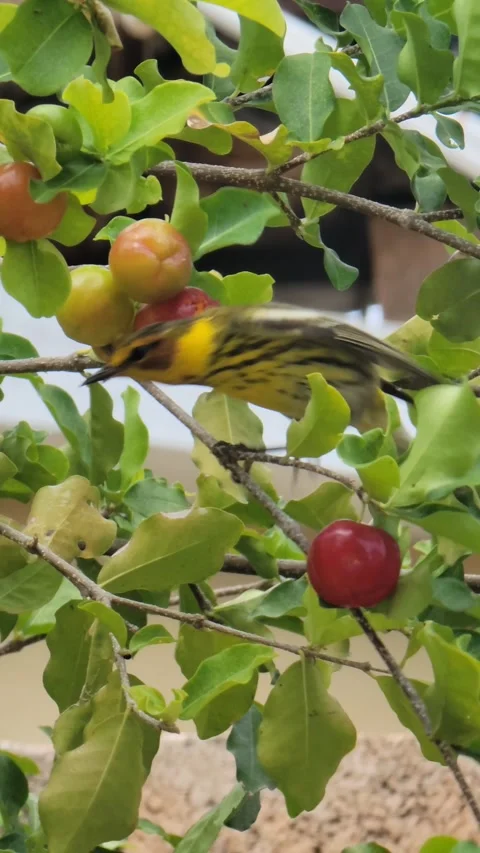Small Bird Perched on Tree with  – Tropical Nature Wildlife Close Up Видео 331676563