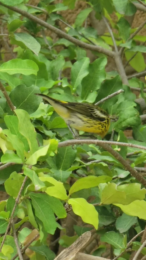 Small Bird Perched on Tree with  – Tropical Nature Wildlife Close Up Video stock 331676579