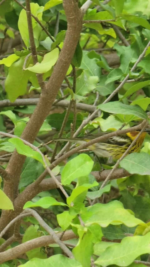Small Bird Perched on Tree with  – Tropical Nature Wildlife Close Up Video stock 331676601