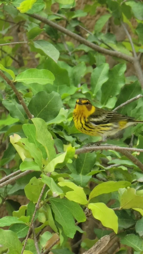 Small Bird Perched on Tree with  – Tropical Nature Wildlife Close Up Video stock 331676621