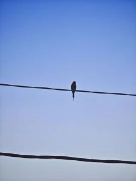 Small Bird Perched on Utility Wire in Clear Blue Sky with Serene Solitude Stock Photos