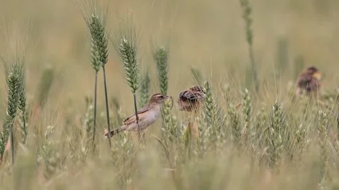 Small Bird Perched on a Wheat Stalk in a Field Stock Footage 331616100