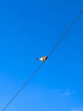 Small Bird Perched on a Wire Against Blue Sky Stock Photos