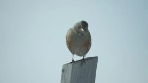 Small bird perched on wooden post Video stock 331038717
