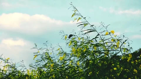 Small Bird Perched on Yellow Flowering Branch Against Cloud Sky Stock Footage 344798765