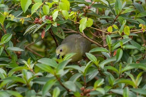 Small bird perches among dense green foliage Stock Photos