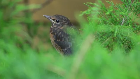 A Small Bird Perches Among Green Leaves Stock Footage 338169503