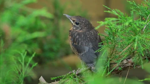 A Small Bird Perches Among Green Branches Stock Footage 338169544