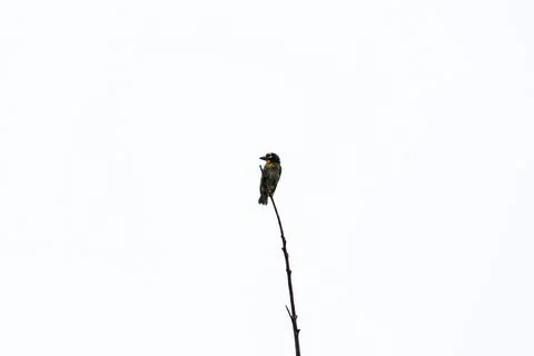Small bird perches atop thin branch against stark white background Stock Photos