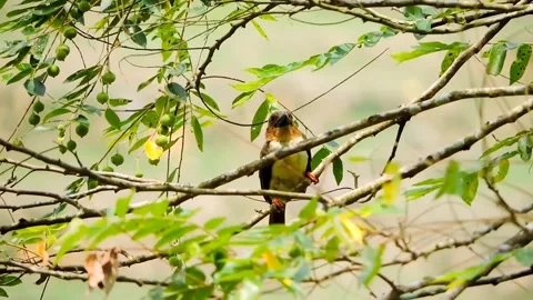 Small bird perches on a branch Video stock 315540933