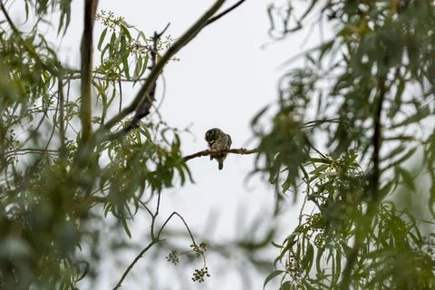 Small bird perches calmly on a thin branch Stock Photos