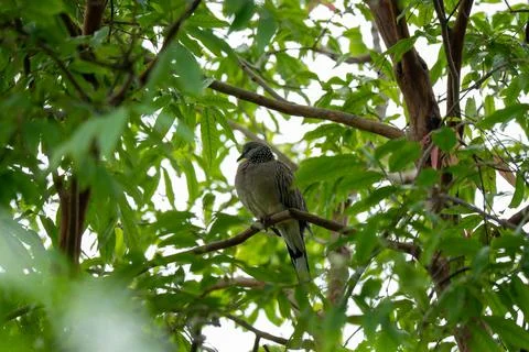 Small bird perches calmly on tree branch Stock Photos