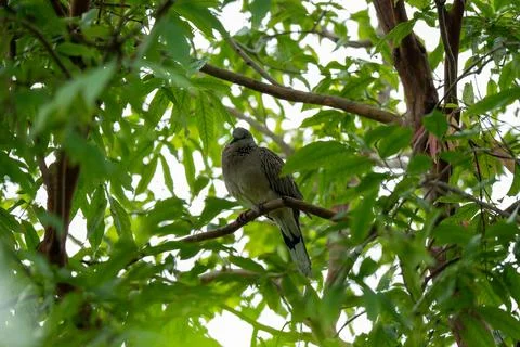 Small bird perches calmly on a tree branch Stock Photos