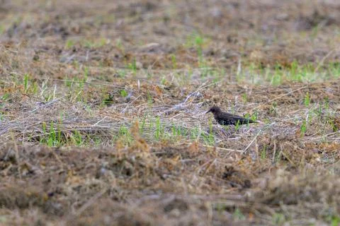 Small bird perches on dry, patchy field ground. Sparse green shoots dot brown 스톡 사진