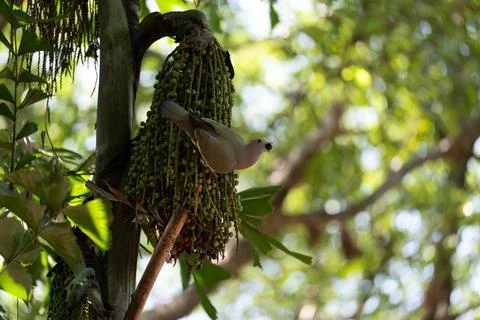 Small bird perches on fruit cluster hanging from palm tree Stock Photos