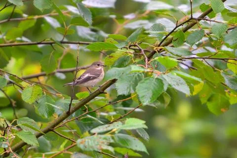 Small bird perches on leafy branch. Green foliage surrounds the bird. Soft Stock Photos