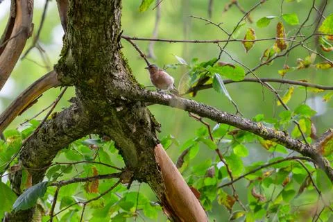 Small bird perches on mossy tree branch. Green leaves surround the bird in Stock Photos