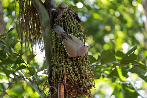 Small bird perches on palm fruit cluster Stock Photos
