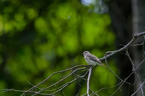 Small bird perches quietly on thin, leafless branches. Background blurs softl Stock Photos