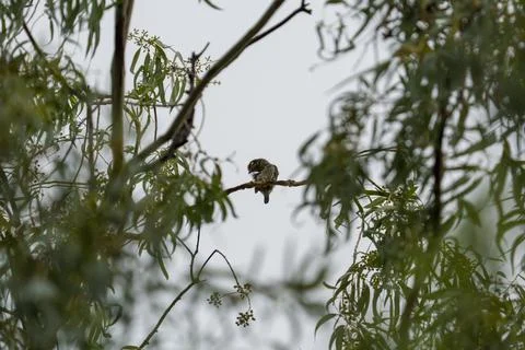 Small bird perches quietly on thin branch Stock Photos